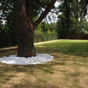 Aanleg van dolomietpad met afboording en accentueren van gevestigde bomen met Carrara - Wilrijk