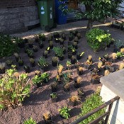 Aanleg prairietuin in kleine zuidgerichte voortuin te Berchem