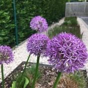 Aanplant te Berlare - Allium