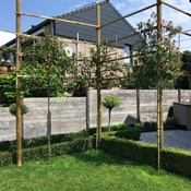 Aanplanten en buigen van Photinia fraserii 'Red Robin' te Berlare